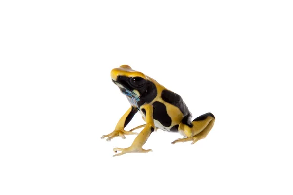레지나 염색 독 다트 frogling, Dendrobates tinctorius, 화이트 — 스톡 사진
