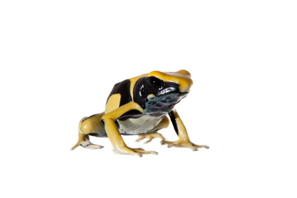 Regina teñido veneno dardo frogling, Dendrobates tinctorius, en blanco —  Fotos de Stock
