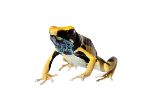 Regina teñido veneno dardo frogling, Dendrobates tinctorius, en blanco —  Fotos de Stock