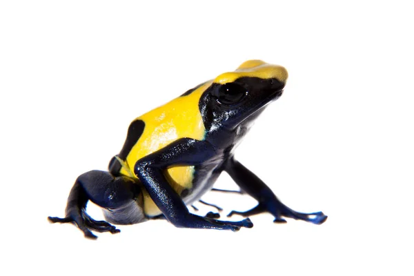 Citronella färgning Poison dart frogling, Dendrobates tinctorius, på vitt — Stockfoto