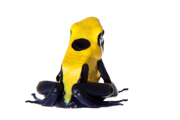 Citronella Tingimento Veneno dardo rã, Dendrobates tinctorius, em branco — Fotografia de Stock