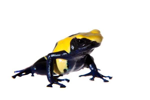 Citronella Färben Gift Dart Frogling, dendrobates tinctorius, auf weiß — Stockfoto