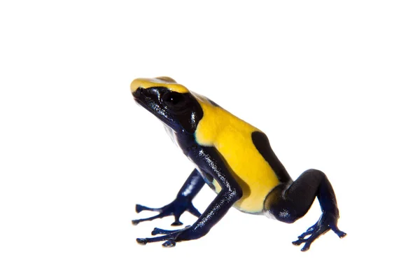 Citronella Dyeing Poison dart frogling, Dendrobates tinctorius, on white — Stock Photo, Image