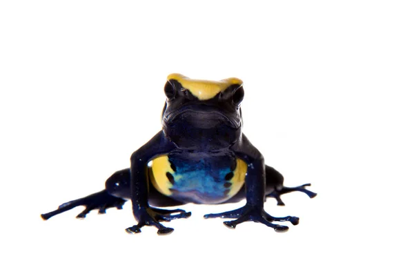 Citronella färgning Poison dart frogling, Dendrobates tinctorius, på vitt — Stockfoto