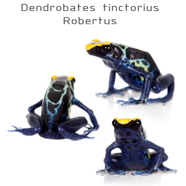 Robertus teñido rana dardo veneno, Dendrobates tinctorius, en blanco — Foto de Stock