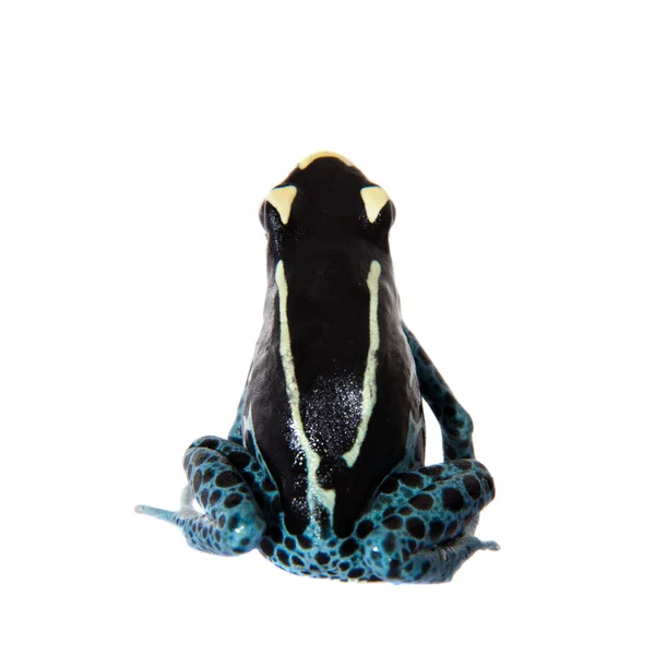 Awarape Dyeing Poison dart frog, Dendrobates tinctorius, on white — Stock Photo, Image