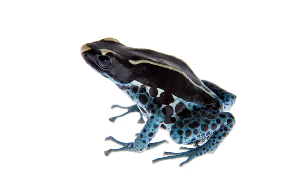 Awarape färgning Poison dart groda, Dendrobates tinctorius, på vitt — Stockfoto