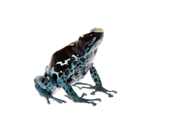 Awarape Tingimento Sapo de dardo venenoso, Dendrobates tinctorius, sobre branco — Fotografia de Stock