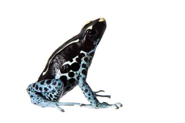 Awarape teñido de veneno dardo rana, Dendrobates tinctorius, en blanco —  Fotos de Stock