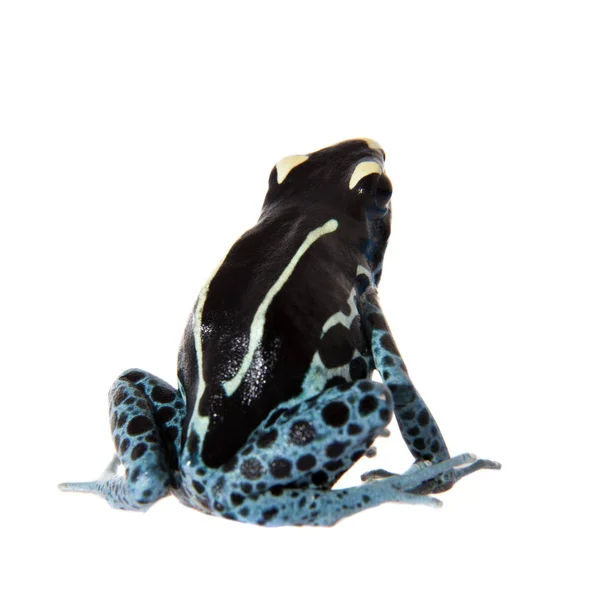 Awarape boyama zehirli ok kurbağası, Dendrobates tinctorius, beyaz — Stok fotoğraf