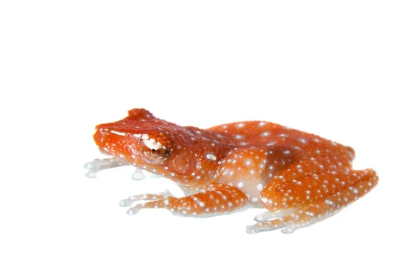 Коричная лягушка, Nictixalus pictus, на белом — стоковое фото