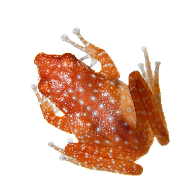 肉桂蛙, Nictixalus 锦鸡, 白色 — 图库照片