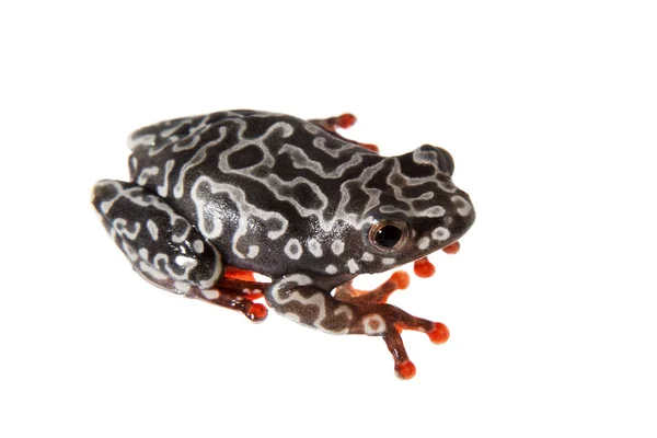 Riggenbachs reed frog, female, Hyperolius riggenbach, on white — Stock Photo, Image