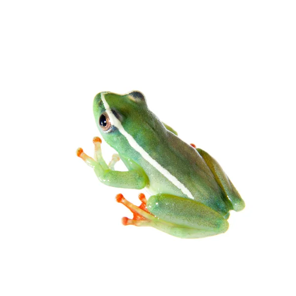 Riggenbachs roseau grenouille, mâle, Hyperolius riggenbach, sur blanc — Photo