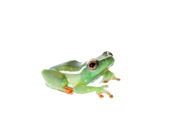 Riggenbachs Reed Frog, macho, Hyperolius riggenbach, sobre blanco —  Fotos de Stock