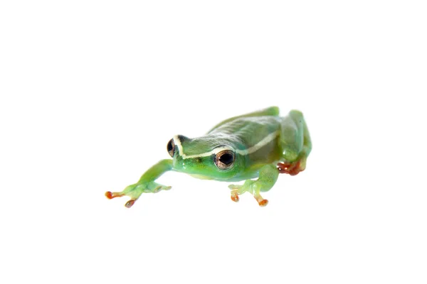 Riggenbachs Reed Frog, macho, Hyperolius riggenbach, sobre blanco —  Fotos de Stock