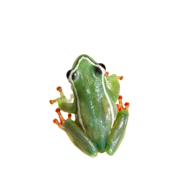 Riggenbachs roseau grenouille, mâle, Hyperolius riggenbach, sur blanc — Photo