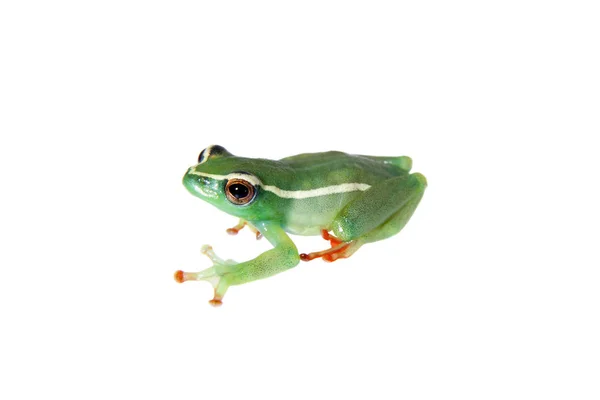 Riggenbachs Reed Frog, macho, Hyperolius riggenbach, sobre blanco — Foto de Stock