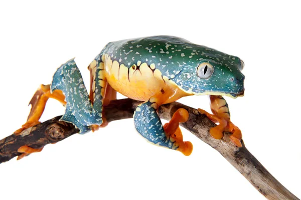 La rana de árbol de flecos en blanco —  Fotos de Stock