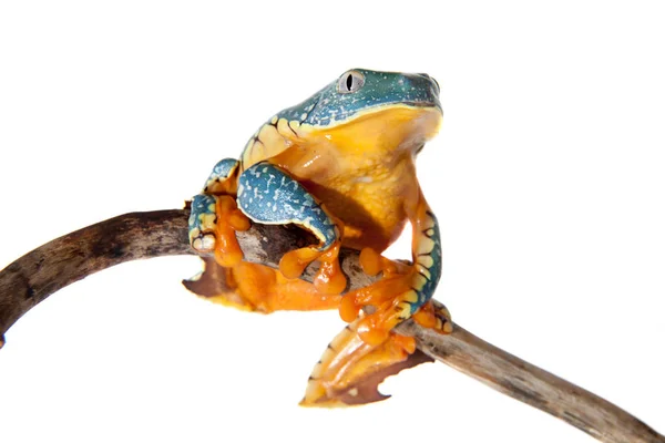 La rana de árbol de flecos en blanco —  Fotos de Stock