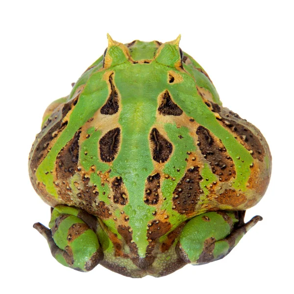 De Ceratophrys aurita geïsoleerd op wit — Stockfoto