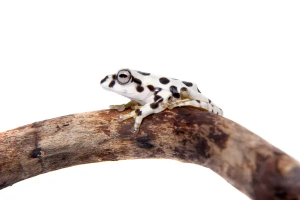 Rã voadora, Rhacophorus annamensis, em branco — Fotografia de Stock