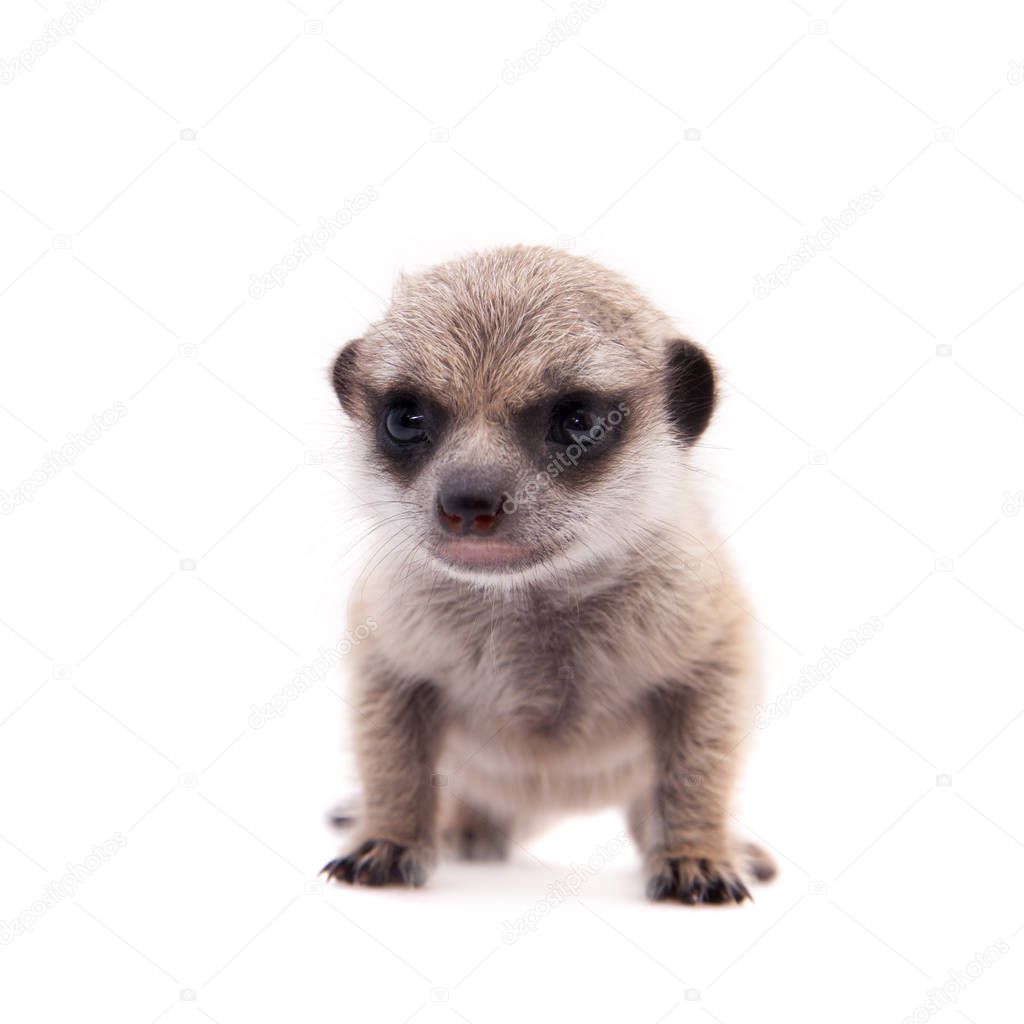 The meerkat or suricate cub, 2 month old, on white