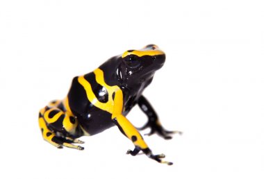 Beyaz üzerine bumblebee zehirli ok kurbağası