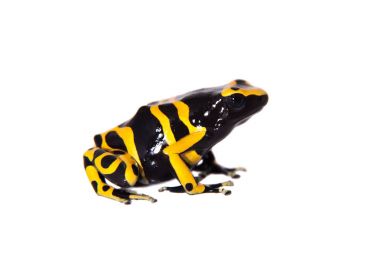 Beyaz üzerine bumblebee zehirli ok kurbağası