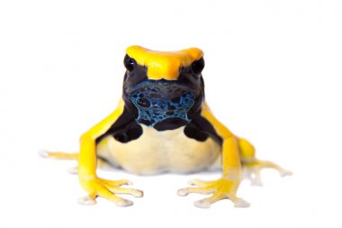 Regina Dyeing Zehirli Dart Frogling, Dendrobates Tinctorius, beyaz üzerine