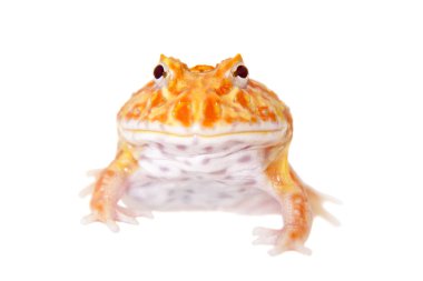 Cranwells boynuzlu kurbağa üzerinde beyaz izole