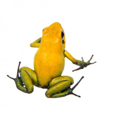 Beyaz üzerine siyah bacaklı zehirli kurbağa