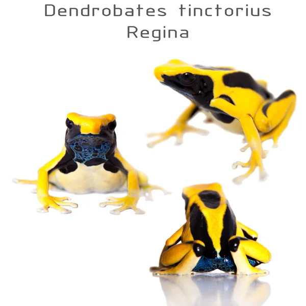 Regina teñido veneno dardo frogling, Dendrobates tinctorius, en blanco — Foto de Stock