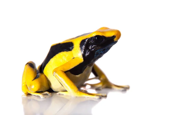 Regina Tingimento Veneno dardo rã, Dendrobates tinctorius, em branco — Fotografia de Stock