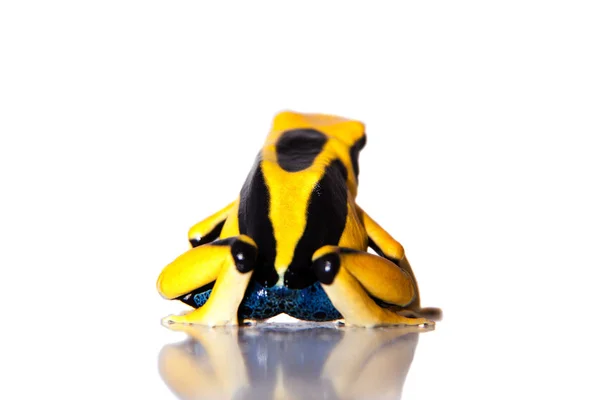 Regina Dyeing Poison dart frogling, Dendrobates tinctorius, on white — Stock Photo, Image