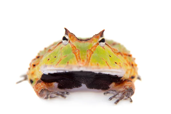 Beyaz izole Surinam boynuzlu kurbağa — Stok fotoğraf