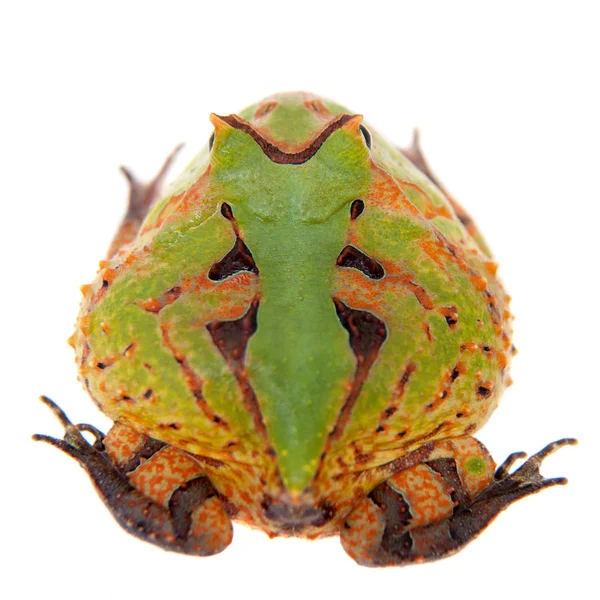 La rana con cuernos de Surinam aislada en blanco — Foto de Stock