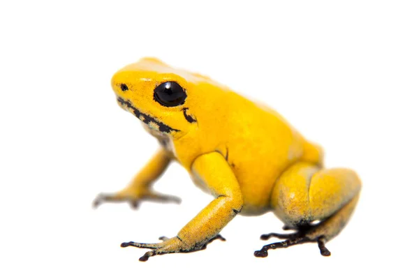 Золотая ядовитая лягушка — стоковое фото