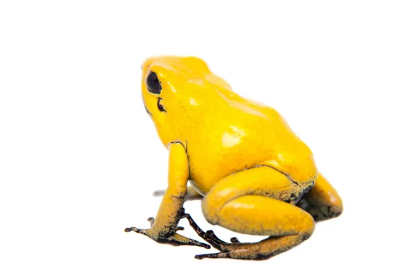 Золота отруйна жаба — стокове фото