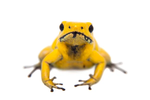 La rana velenosa dorata — Foto Stock