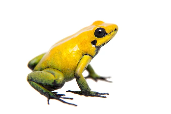 Grenouille venimeuse à pattes noires sur blanc — Photo