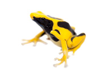 Regina Dyeing Zehirli Dart Frogling, Dendrobates Tinctorius, beyaz üzerine