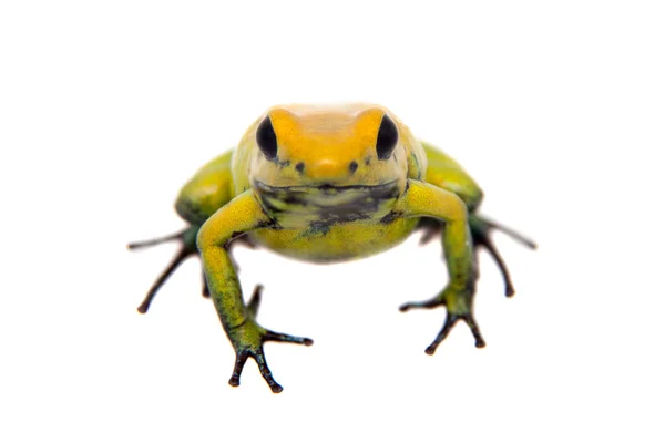 Černá legged Jed žába na bílém — Stock fotografie