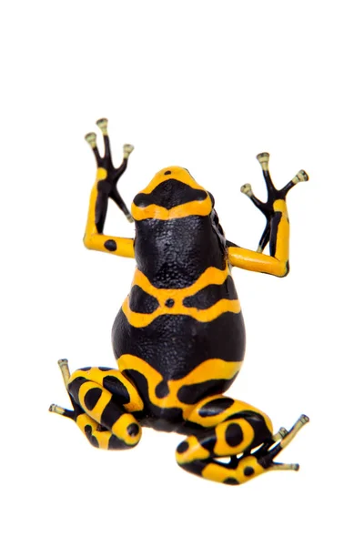 The bumblebee poison dart frog on white — Stock Photo, Image