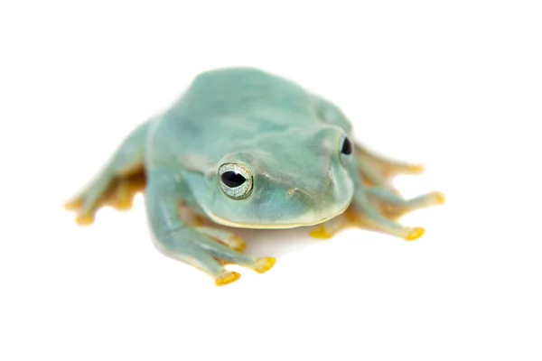 Riesenfeen fliegen Laubfrosch auf Weiß — Stockfoto