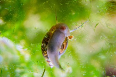 Akvaryumda tırmanma Ramshorn salyangoz
