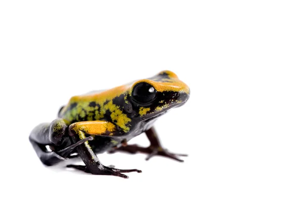 Sapo venenoso de pernas pretas em branco — Fotografia de Stock