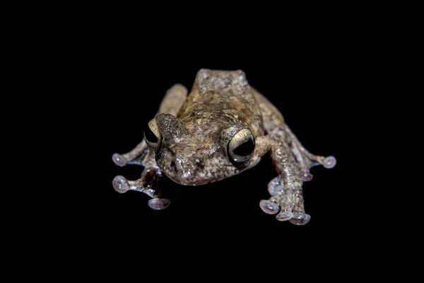 Rana voladora de Annam, Rhacophorus annamensis, sobre negro —  Fotos de Stock