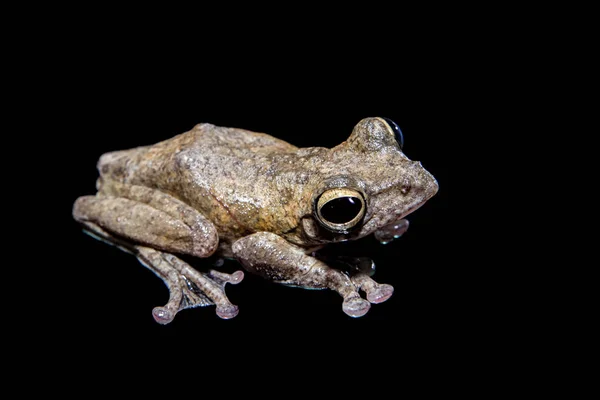 Annam fliegender Frosch, rhacophorus annamensis, auf schwarz — Stockfoto