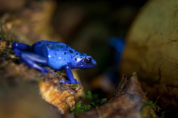 Rana dardo venenosa azul, Dendrobates tinctorius Azureus —  Fotos de Stock